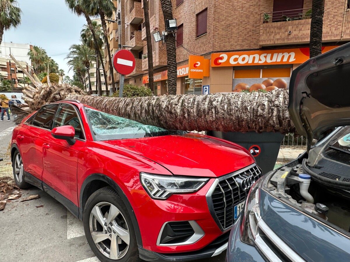 Caída palmera Torrent